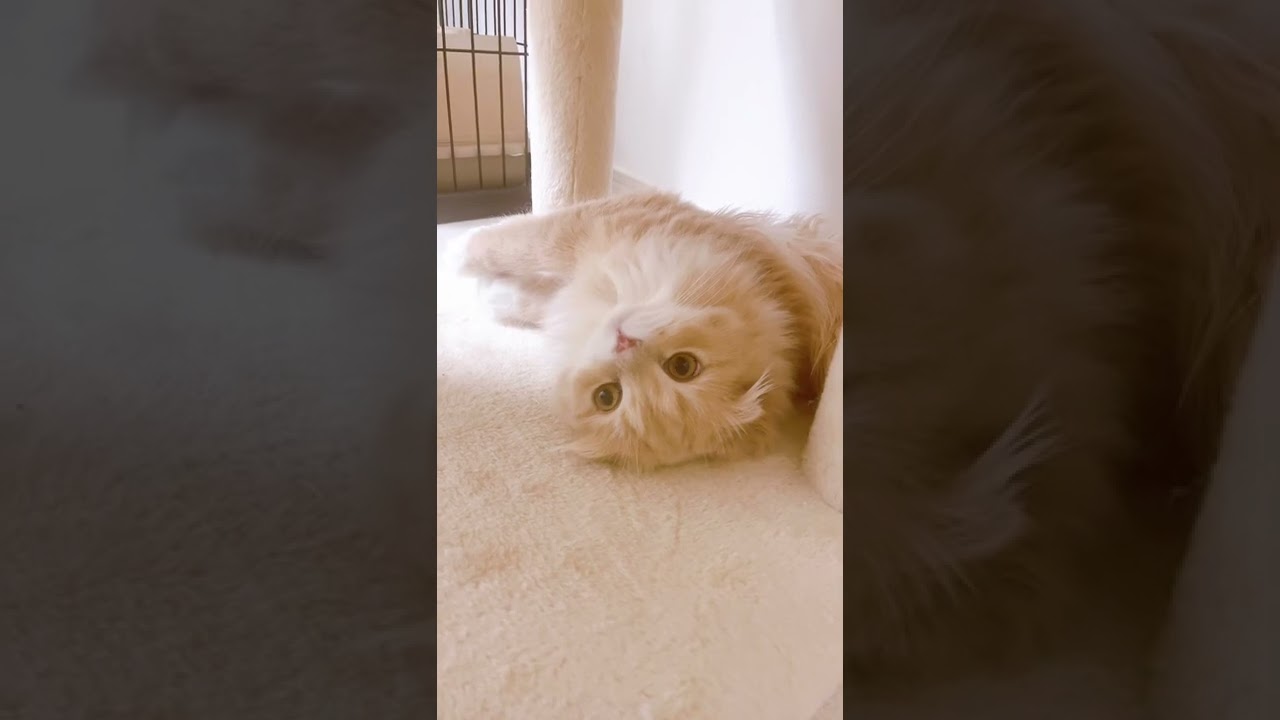 軟体動物と化したスコティッシュフォールドさん🐈