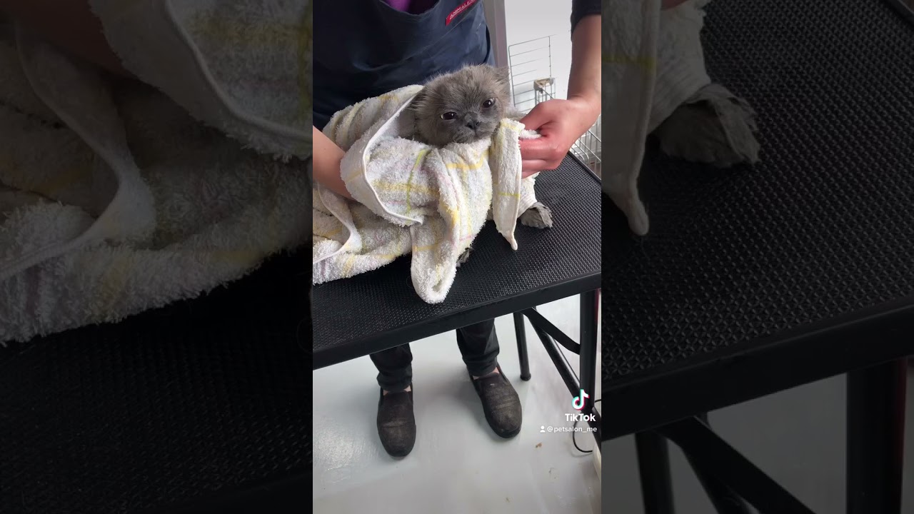 ヒマラヤンのカルピンちゃんが来てくれました　京都市南区　ペットサロンみぃ〜