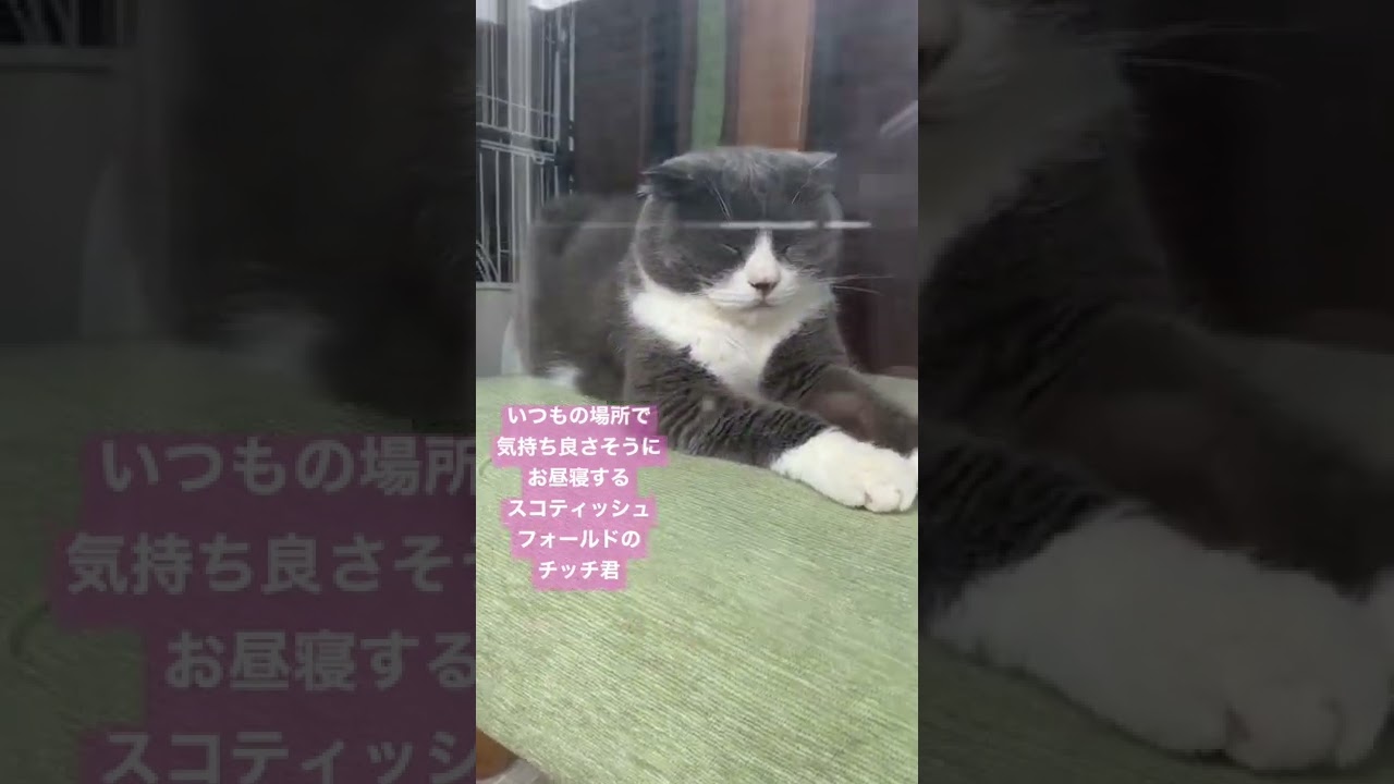 お昼寝チッチ君💕　#スコティッシュフォールド #猫 #cat #shorts #short #猫のいる暮らし #猫動画 #癒し