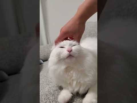 耳を触られてとろける猫がこちら #shorts #アメリカンカール #猫動画