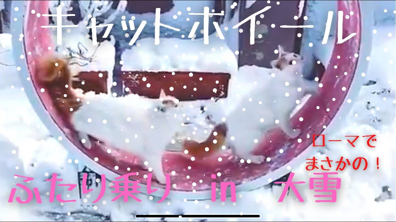 【癒し猫動画】大雪の朝のキャットホイール二人乗り