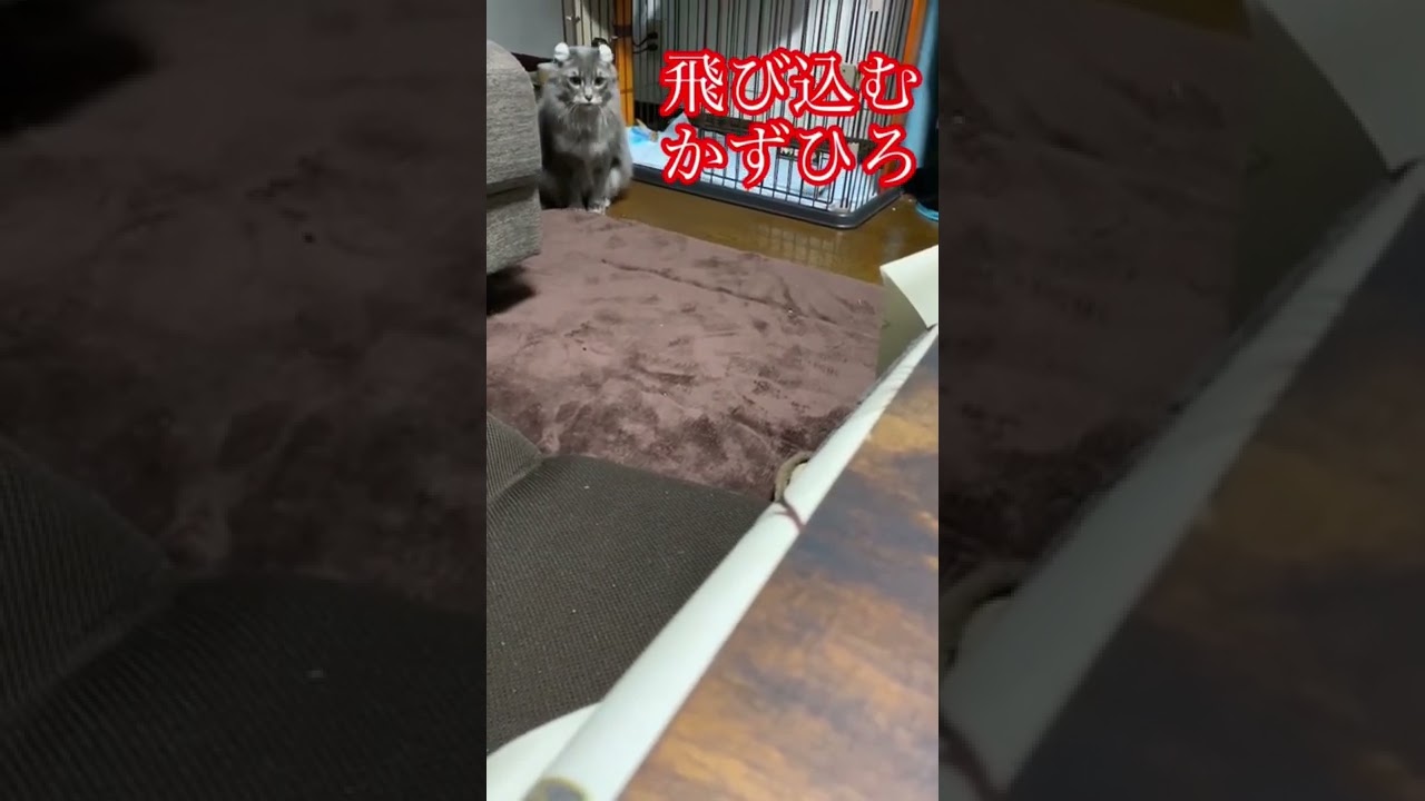 飛び込むアメリカンカール#shorts