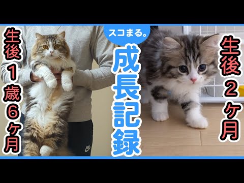 スコティッシュフォールドは生後1歳6ヶ月でどれくら大きくなるの？