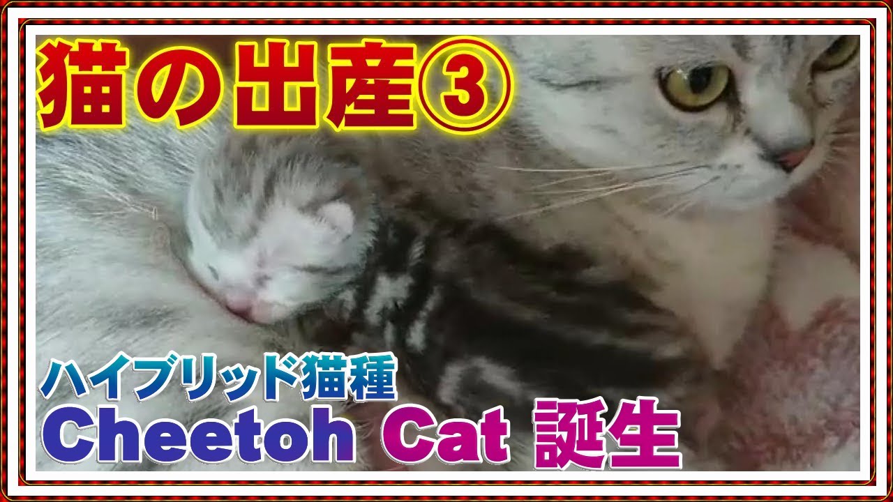 猫の出産 第１子誕生【ベンガル猫とオシキャットのハイブリット種チートー猫 誕生】オシキャット出産