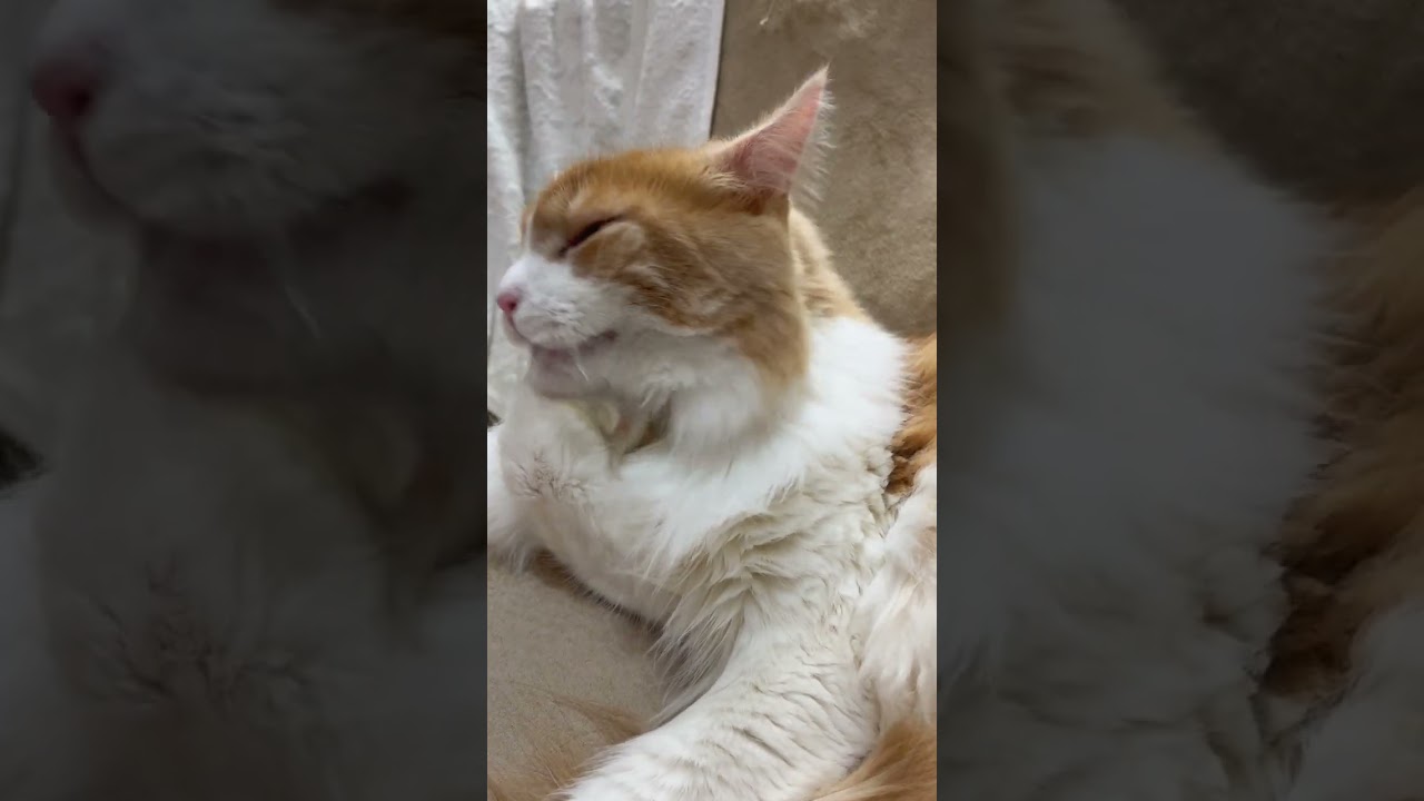 でか猫メインクーンが毛づくろいする動画