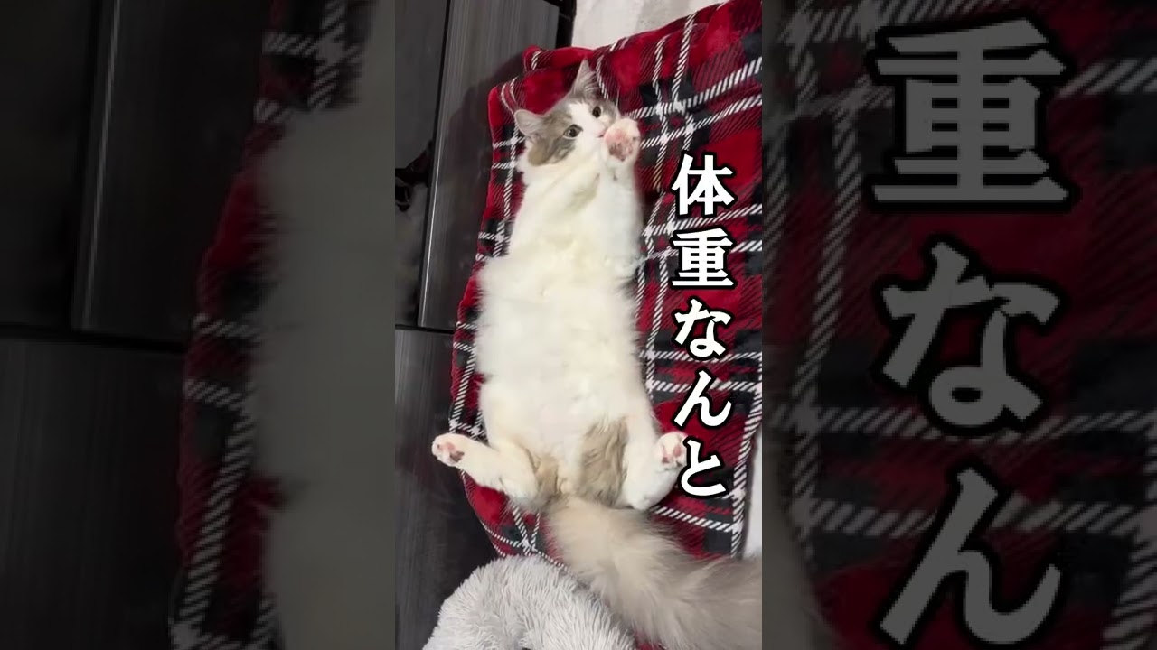 生後9ヶ月のノルウェージャンフォレストキャットの体重が…#shorts