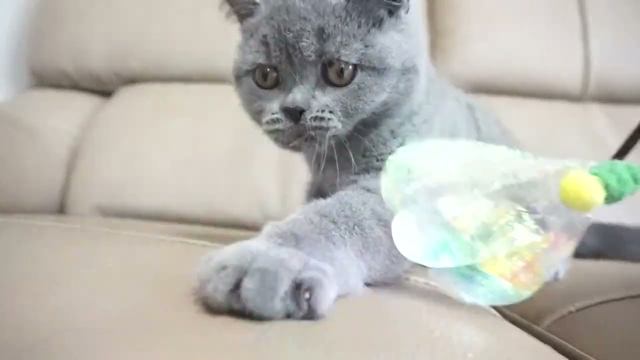 ブリティッシュショートヘアー子猫　British Shorthair　2022.9.4産まれ　ブルー　女の子　シーダキャット猫のお店