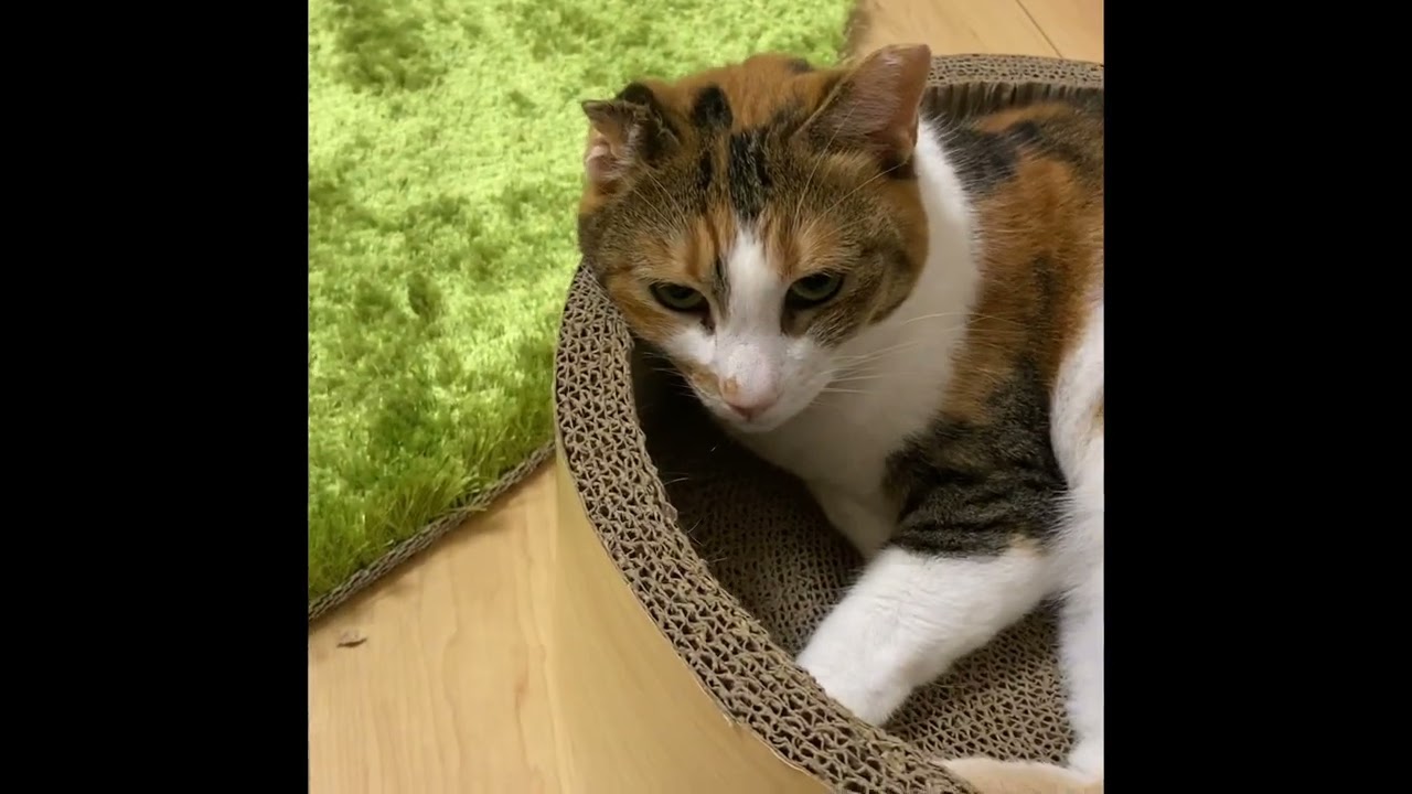 【ねこVlog】映りたがりのアメリカンカール、クロが可愛すぎたww