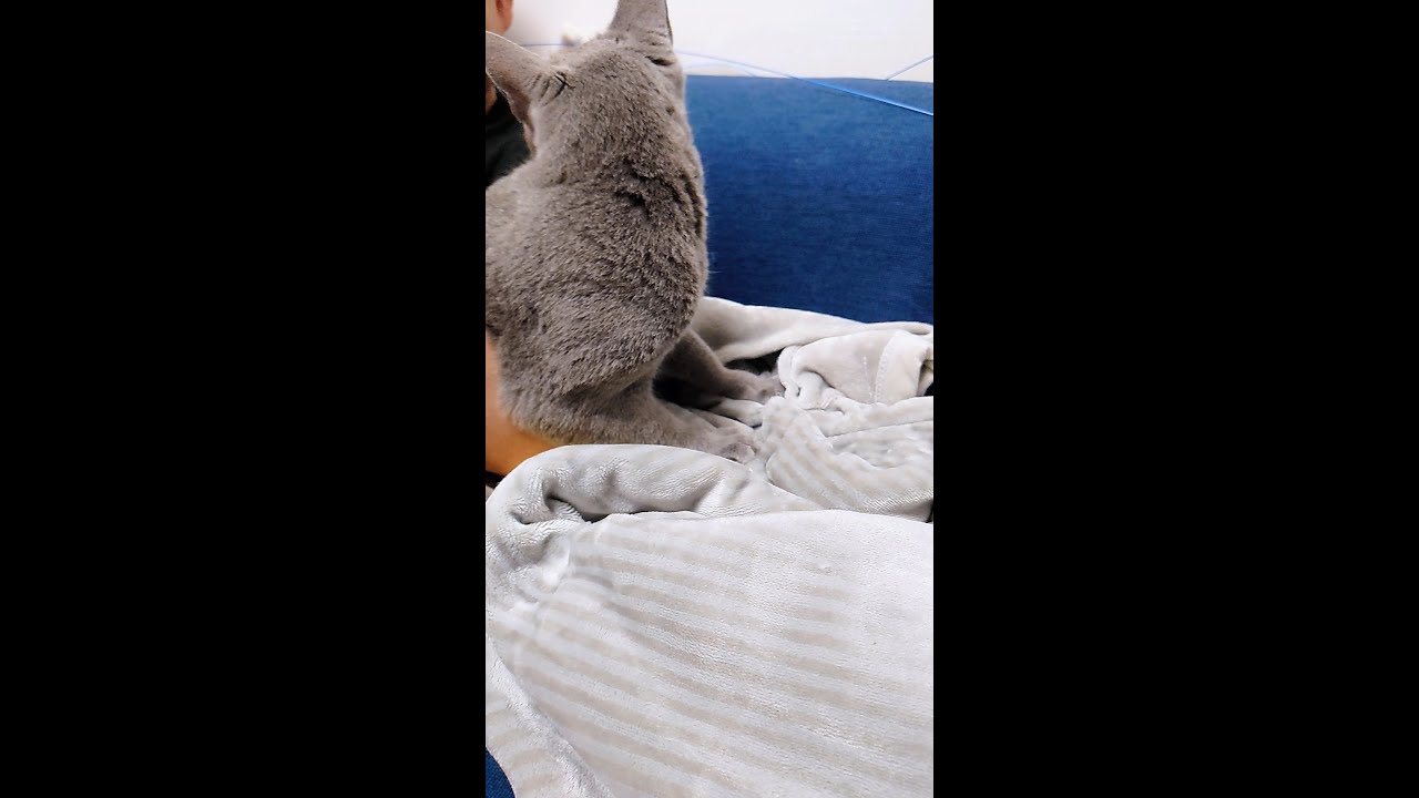 【猫動画】ご飯アピールのふみふみが止まらないロシアンブルー【russianbule】#shorts　　Russian blue that never stops appealing to rice