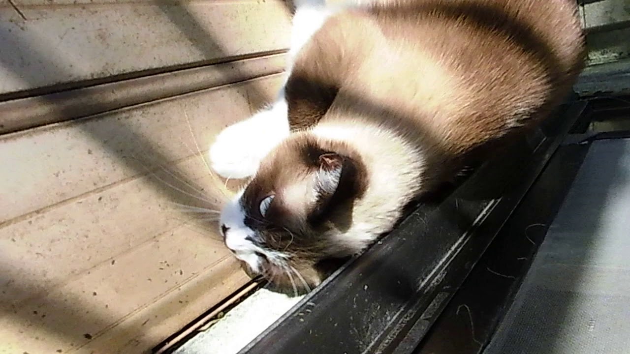My cute cat Snowshoe  “SAWA”　スノーシュー　猫　さわちゃん