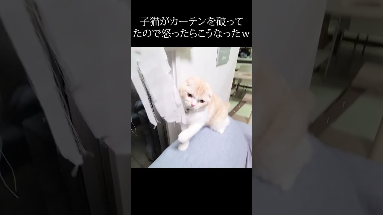 子猫を叱ったらハスキー犬が止めに来た...#shorts