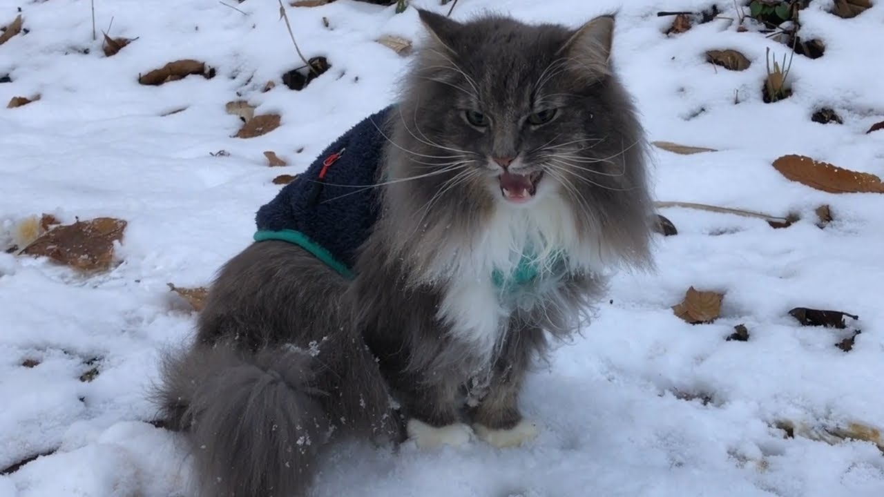 【森の妖精】ノルウェージャンフォレストキャットの鳴き声【猫の鳴き声】