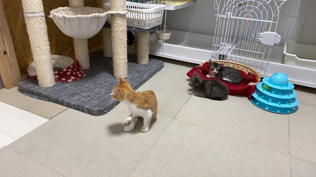 シェルタ〜ライブ🐈