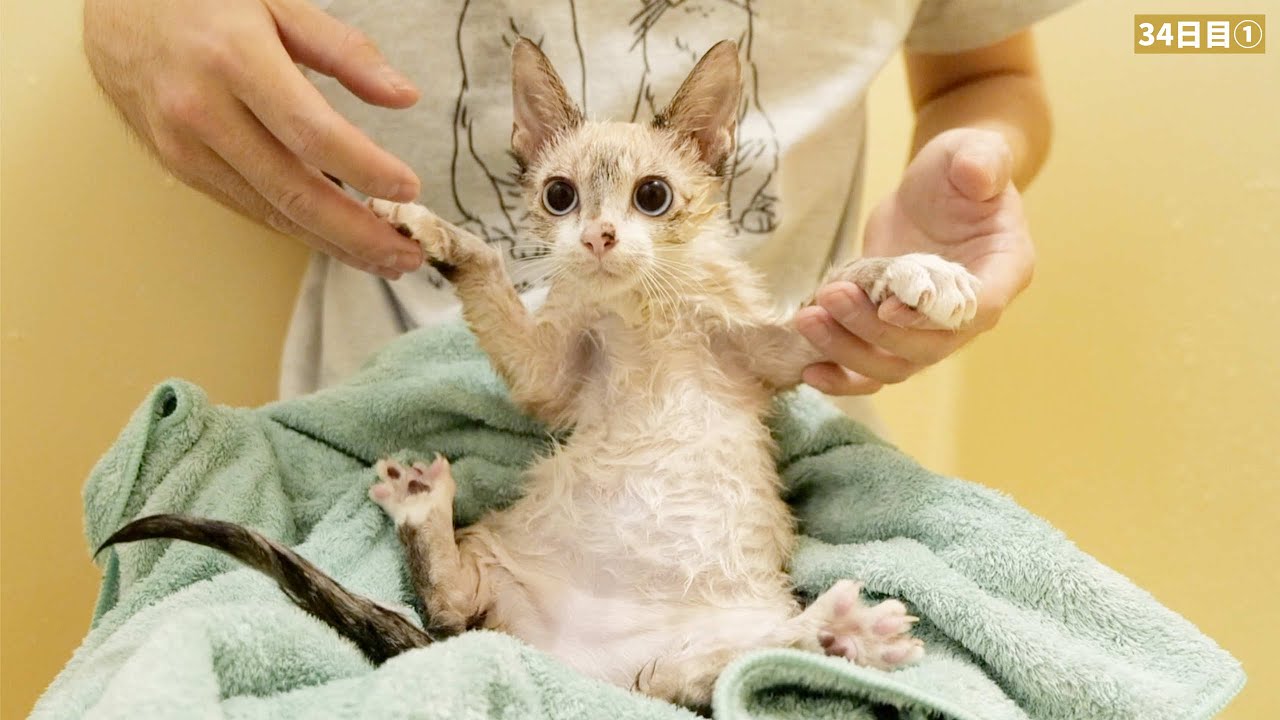 ダンボール箱に捨てられてた生後4ヶ月の子猫を初めてお風呂に入れてみたら…