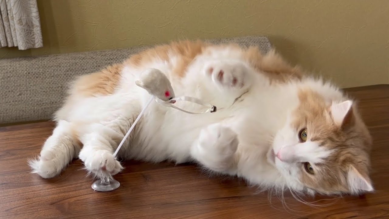 【猫パンチ】ネズミさんと遊ぶ??ノルウェージャンフォレストキャットとターキッシュアンゴラ