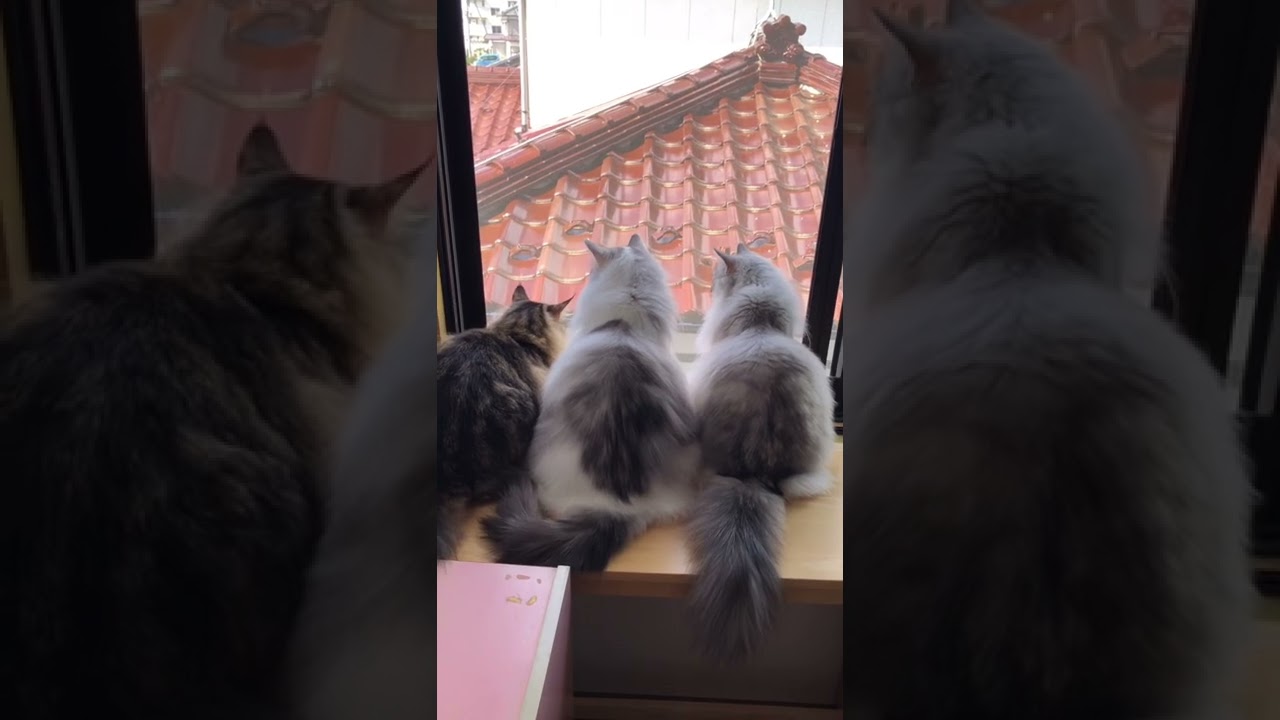 せーので振り向く！ラガマフィン三兄弟猫達#shorts