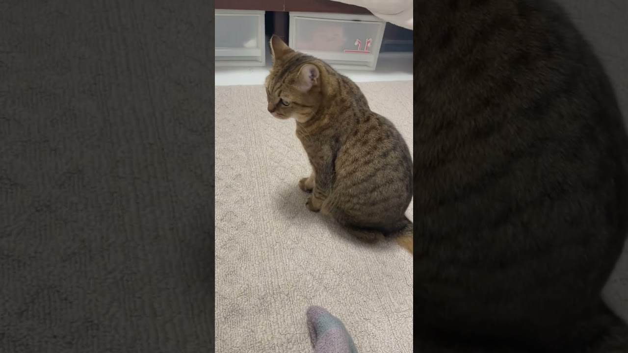 猫に背中で爪とぎされたから仕返ししたら…　#shorts