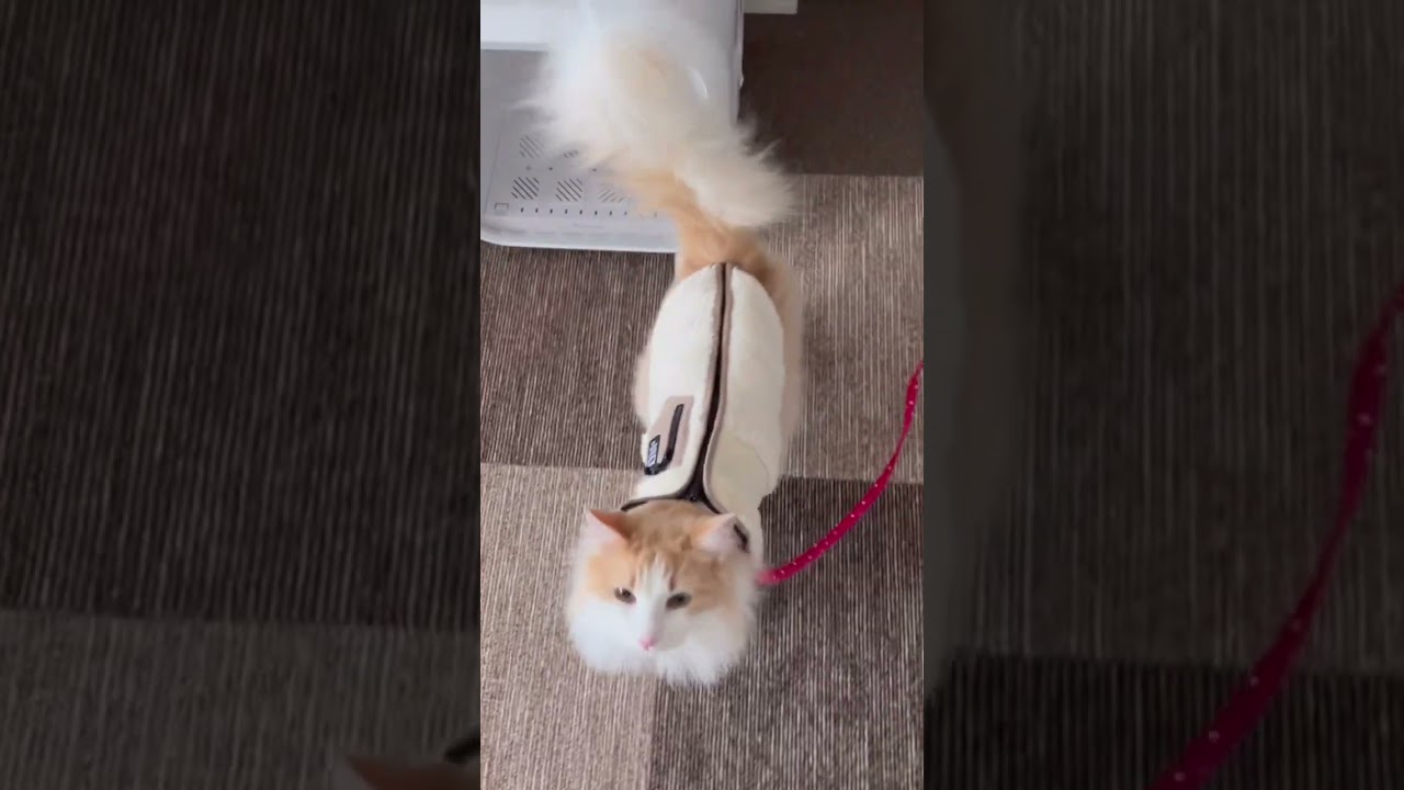 お出かけのご褒美をオネダリする ノルウェージャンフォレストキャット #shorts