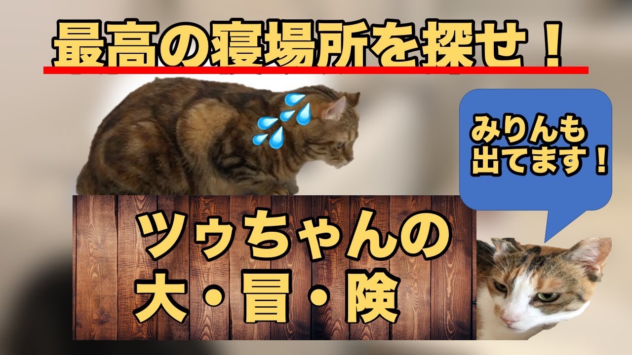 猫の寝場所探しは大変！ツゥちゃん（アメリカンカール）の大冒険が始まる！みりん（三毛猫）もいるよ！