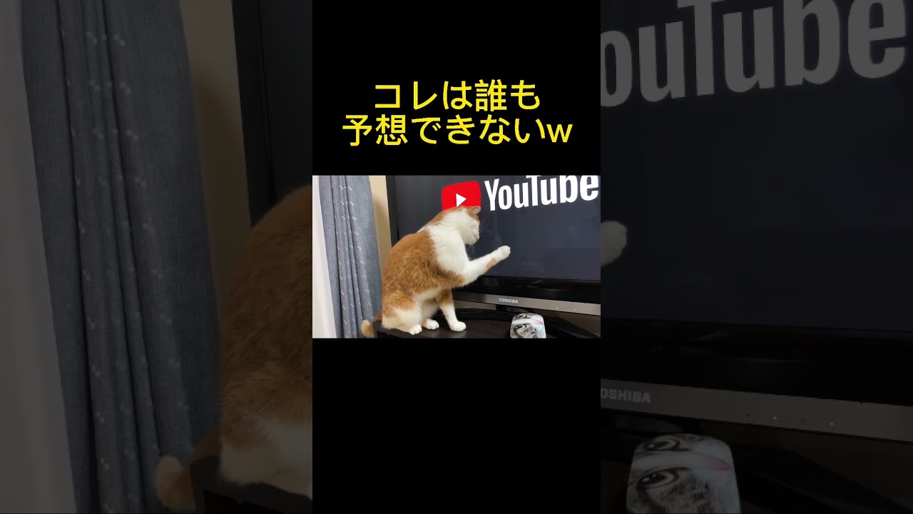 猫のこういうとこが好き。#猫 #スコティッシュフォールド #ねこのいる生活