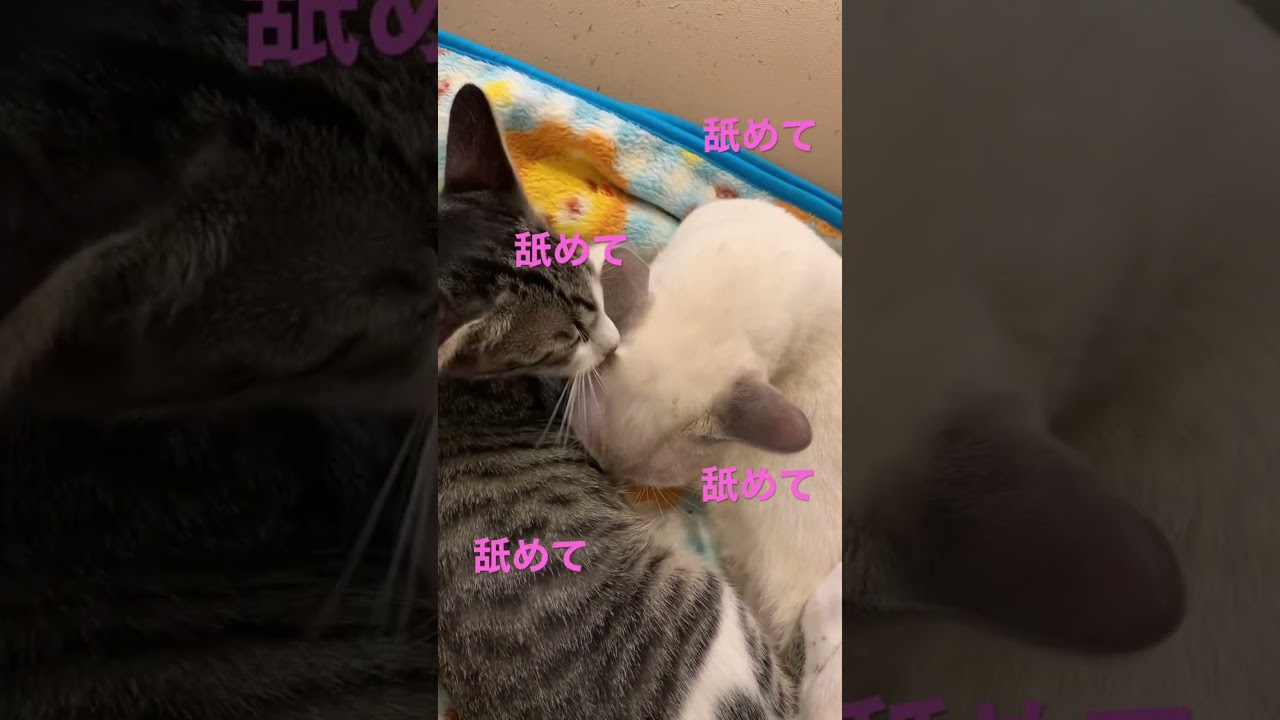 仲良しネコ2〜licking each other#トンキニーズ#キジシロ