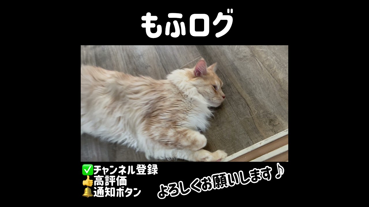 【ベンガル メインクーン】巨大な猫のかわいい寝顔#short