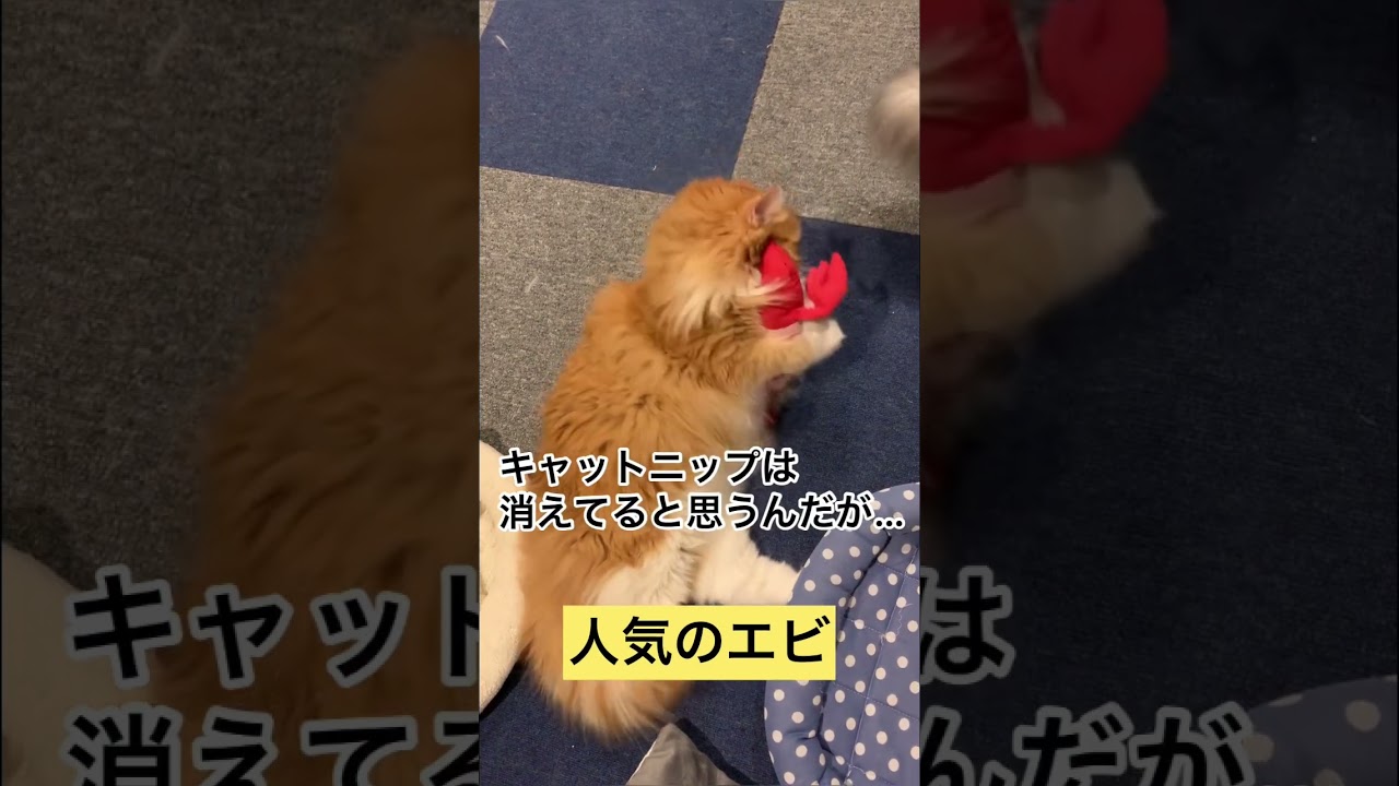 【メインクーン】小エビちゃんと戯れる #メインクーン #猫カフェ #かわいい猫 #茶トラ