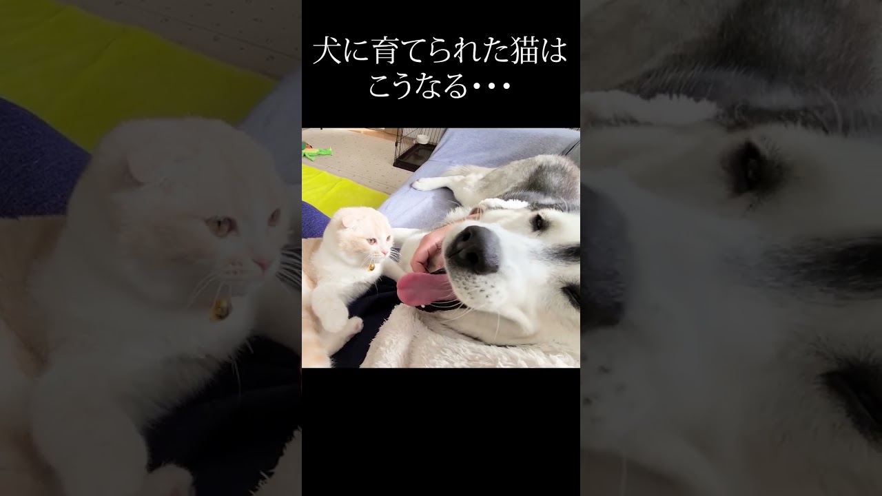 子猫に優しい猫パンチされて嬉しくてしかたない犬がこちら...笑#shorts