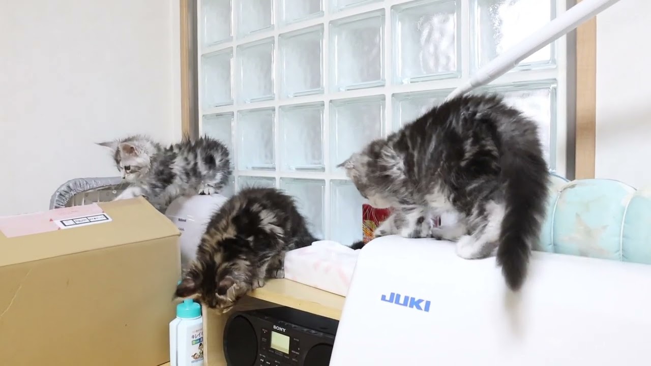 メインクーンの子猫達ワクチン打ってきました