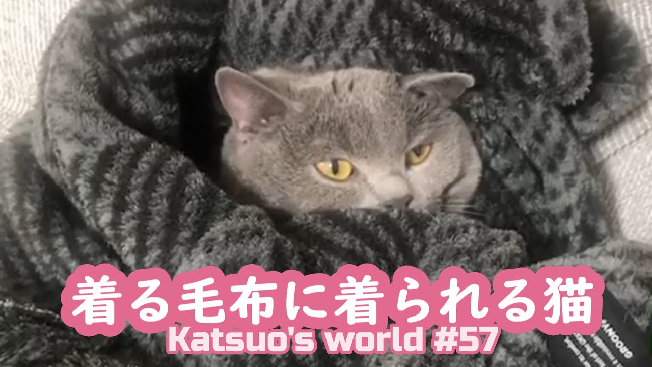 【Shorts】着る毛布に着られる猫【シャルトリュー/猫のおもしろ動画】