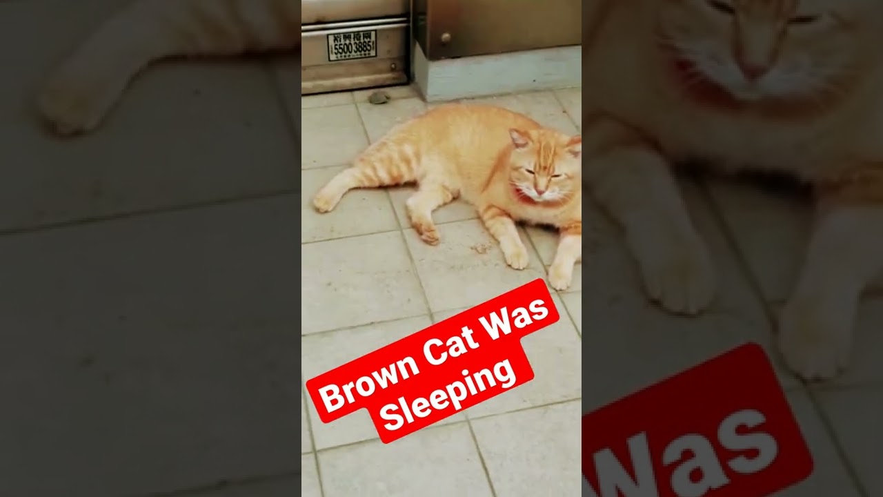 Brown Cat
