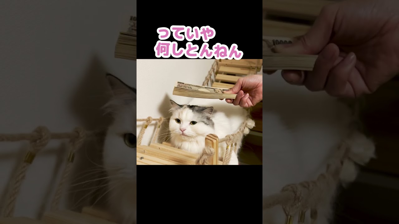 現金100万円で頭ペシペシされる猫 #Shorts