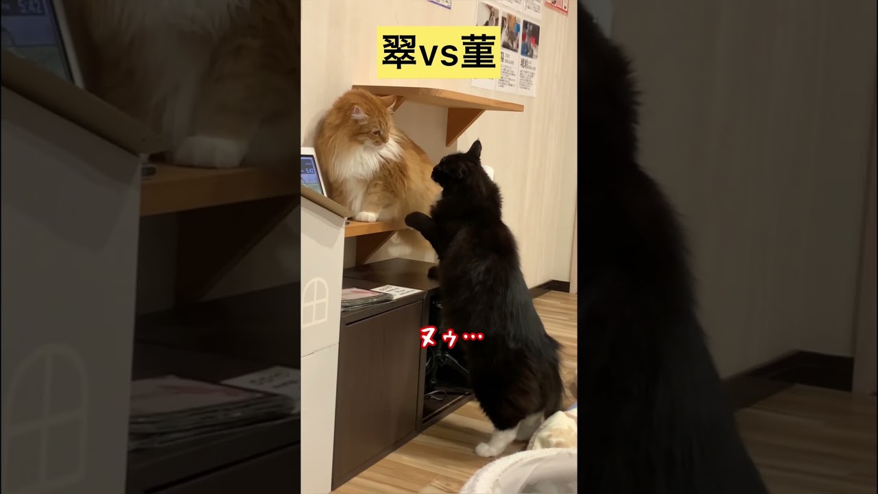 【メインクーン】翠vs菫〜お兄ちゃんは知将 #メインクーン #猫動画おもしろい #かわいい猫 #茶トラ #白黒猫