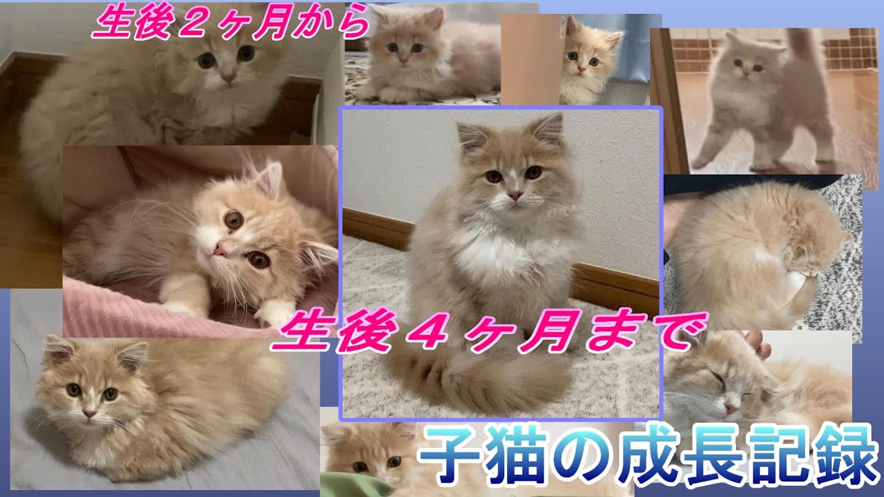 子猫の成長記録　生後２ヶ月～４ヶ月です！！