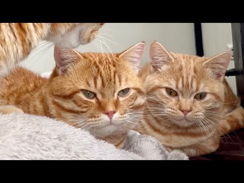 目を覚ましたら難しい顔したマンチカン兄弟がこちらを見つめていました