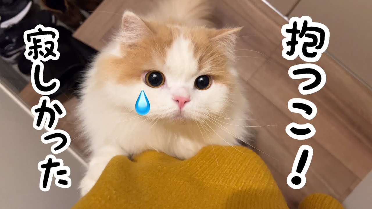 病院を退院して愛猫と1週間ぶりに再会したらこうなりました涙