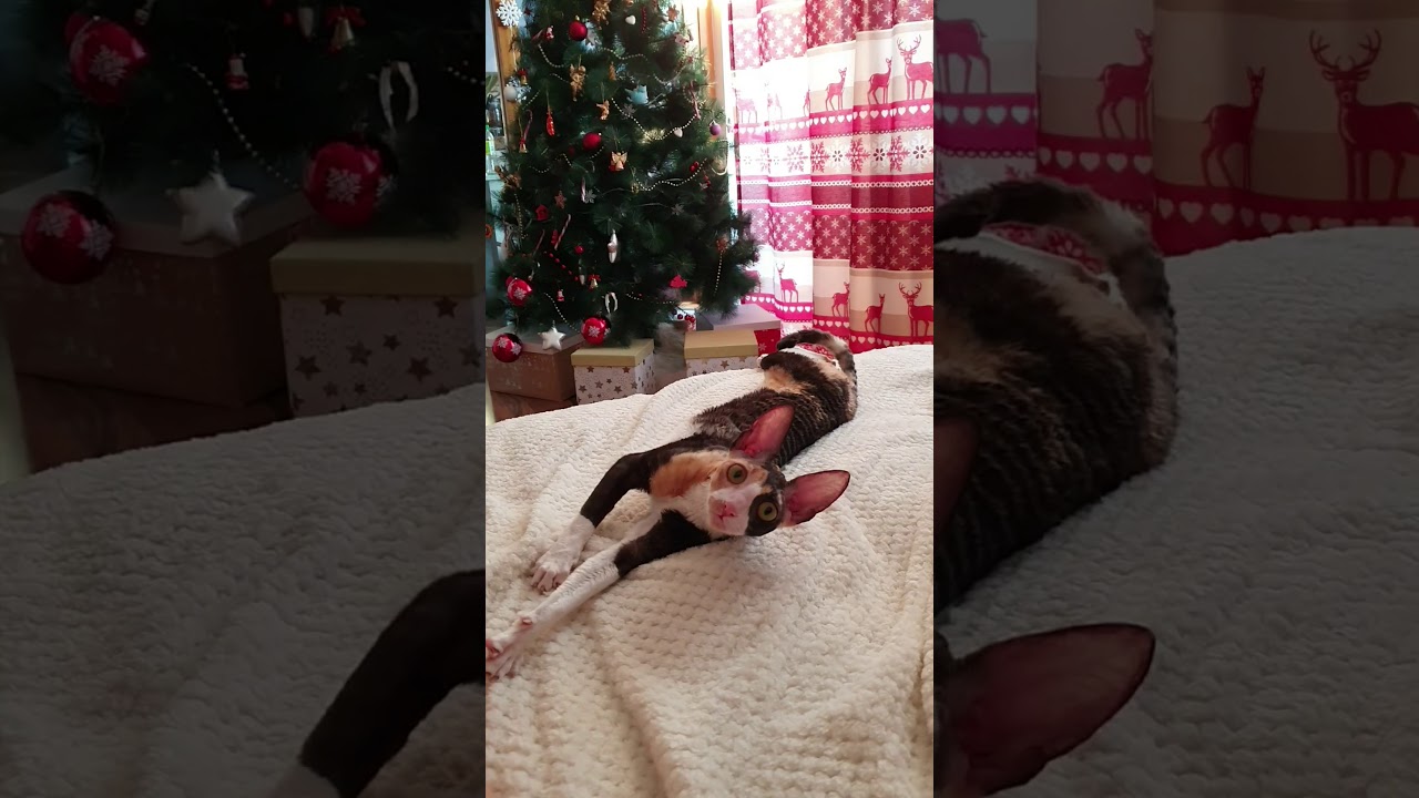 Cornish Rex young female Harmony, black tortie with white