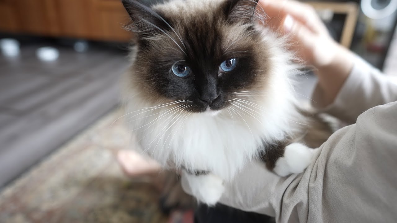 今年もラグドール猫が冬毛で大きくなりました