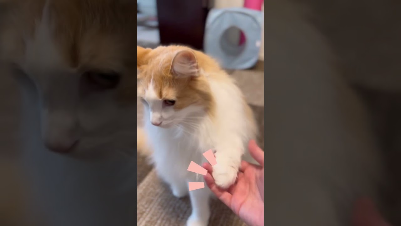 『お手』を披露する ノルウェージャンフォレストキャット #shorts
