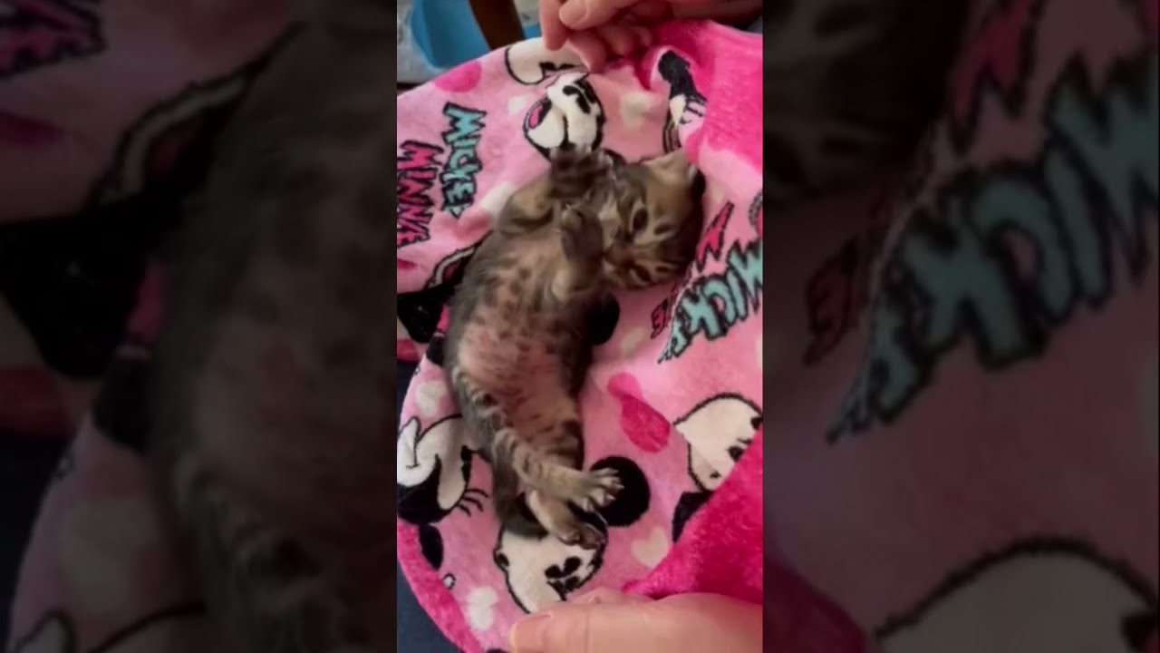 【母猫に捨てられた保護子猫】 満腹でご機嫌な生後2週間の子猫 #shorts