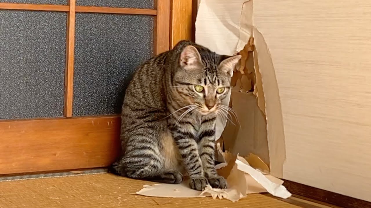ふすまをビリビリに破いた子猫を本気で叱ったら...