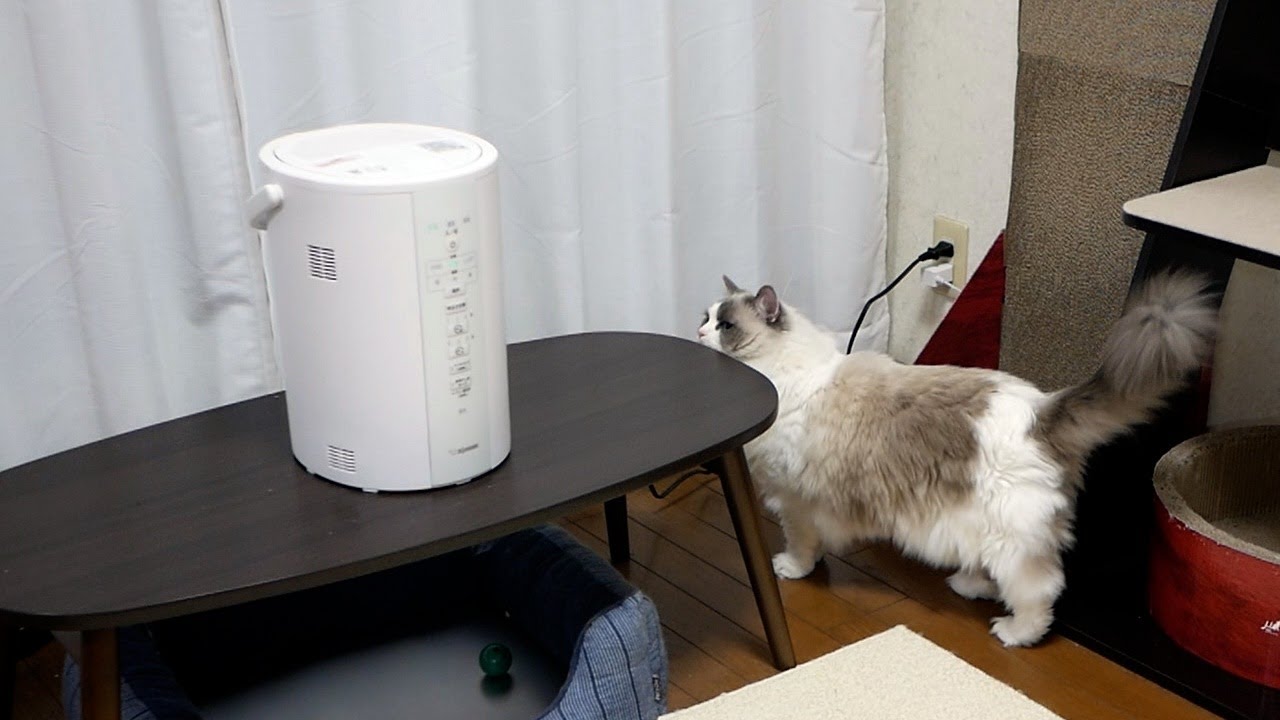 スチーム式加湿器を初めて見たラグドールの反応が意外すぎたｗ