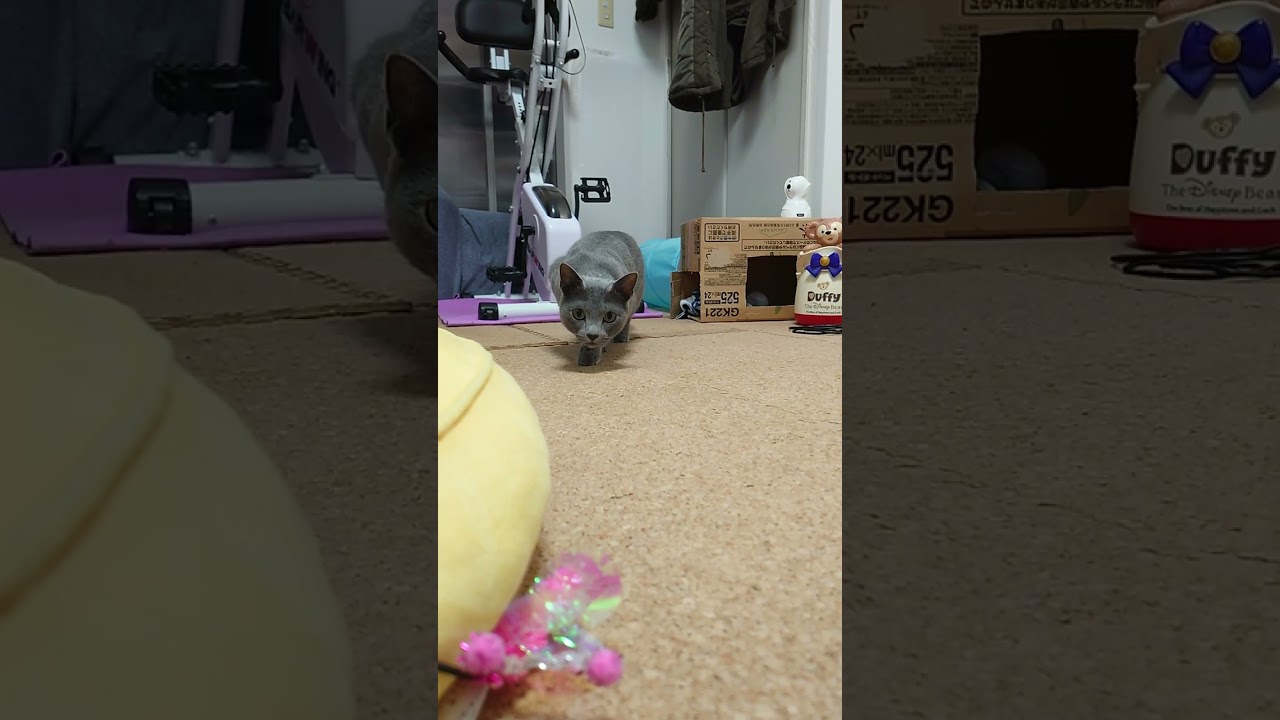 【猫動画】おもちゃに滲み寄るロシアンブルー【russianbule】#shorts　Russian blue that seeps into toys