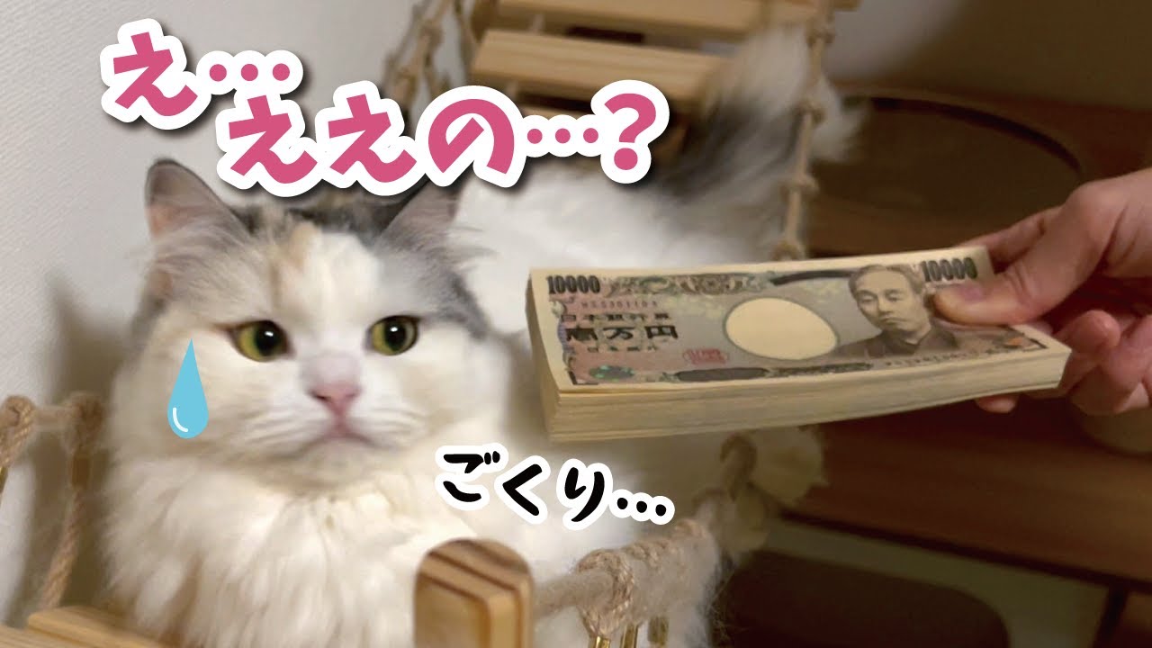 猫たちに現金100万円のお年玉をあげたらとんでもない事になりました【関西弁でしゃべる猫】