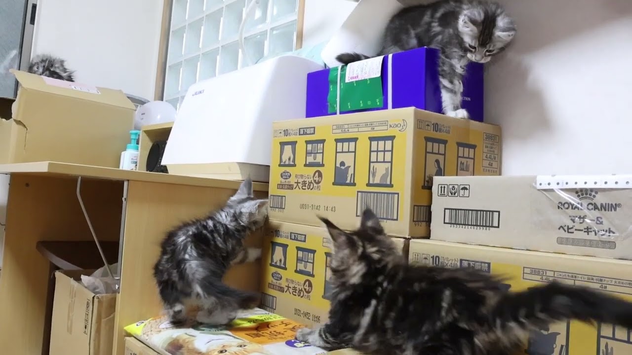 メインクーンの子猫達ワクチン打ってきました