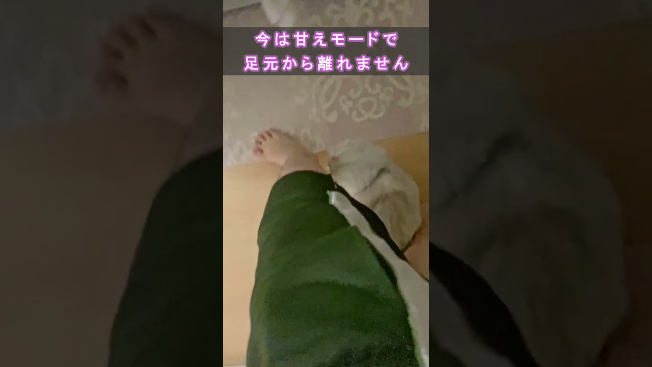 離れない猫　#shorts　#ラガマフィン