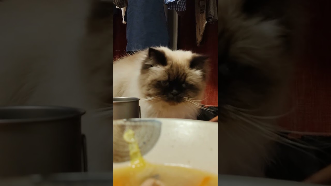 【ヒマラヤン】食事中に圧をかけてくる猫
