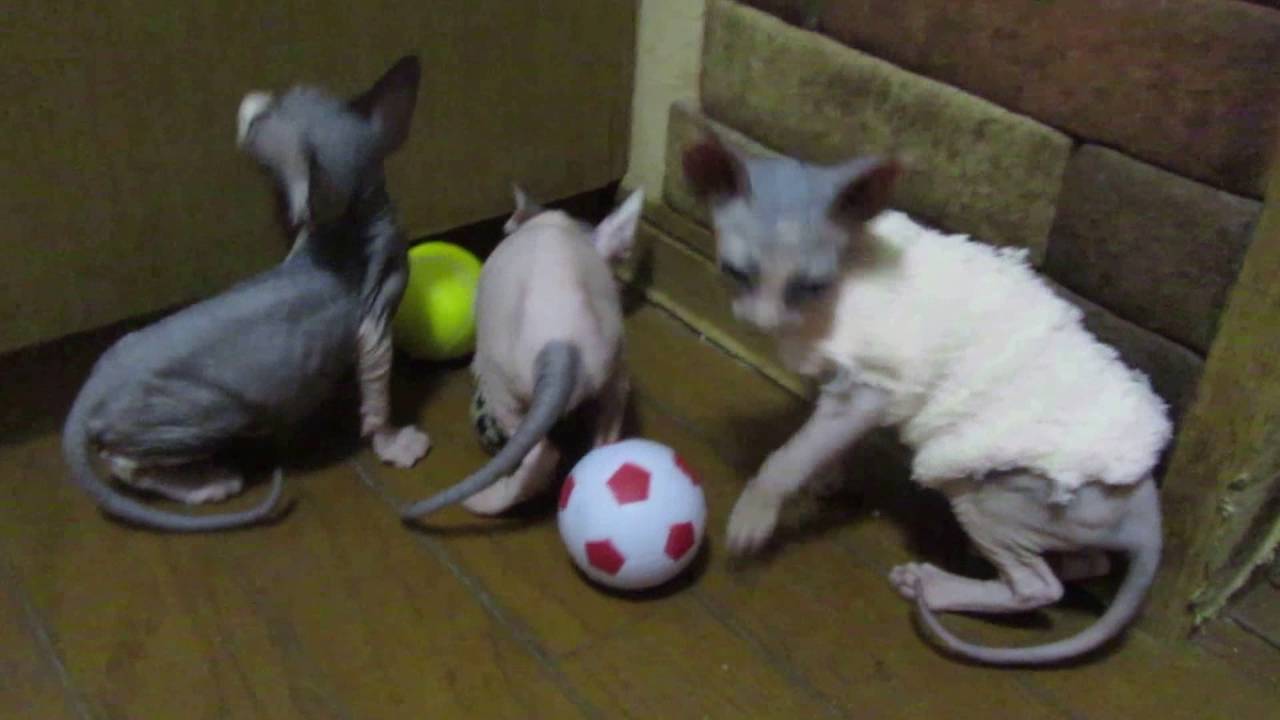 プードル（アルト）友情出演 のコピー