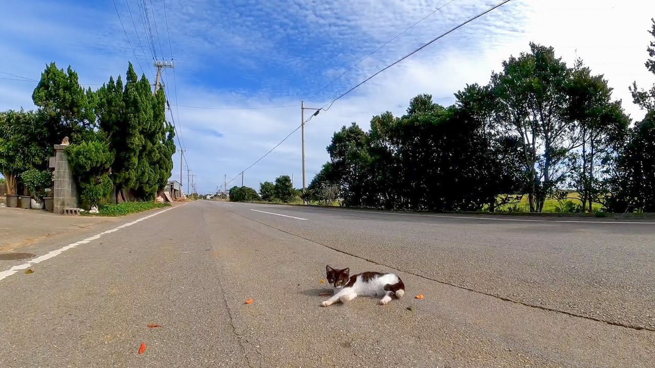 道の真ん中に寝転ぶ子猫