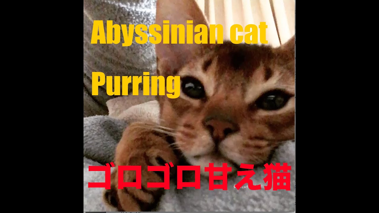 Abyssinian cat purring movie アビシニアンの子猫　ゴロゴロ動画
